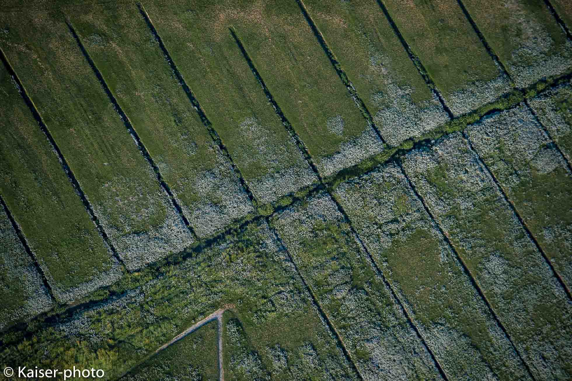 Salt marshes with drainage ditches